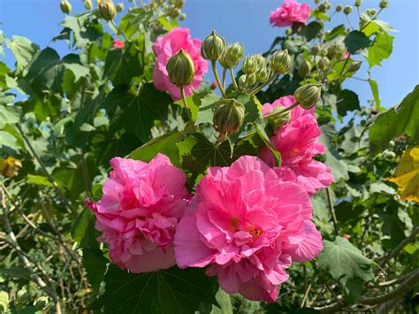 芙蓉是什麼花|木芙蓉 